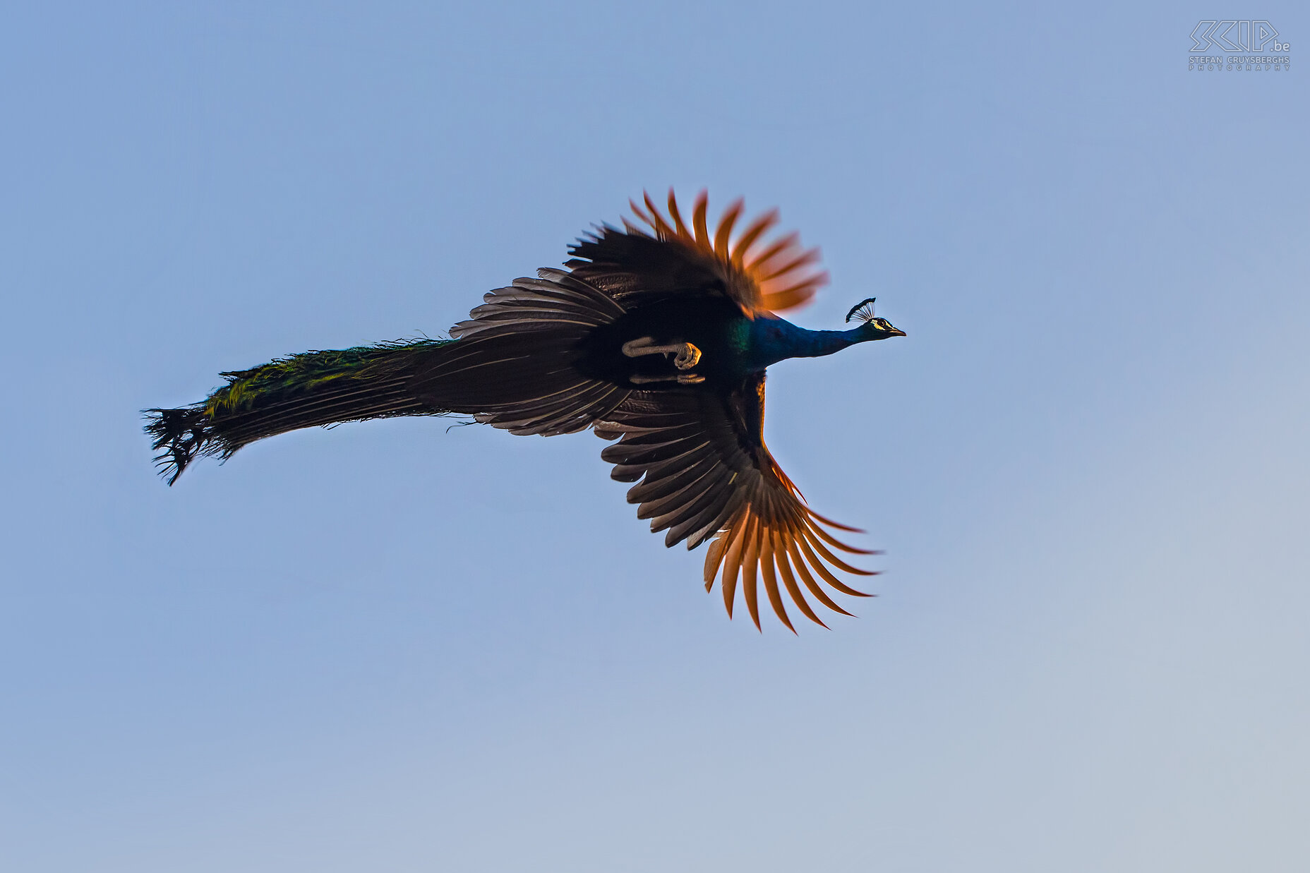 Keoladeo - Vliegende pauw In de vroege ochtend in Keoladeo nationaal park was ik in staat om een aantal foto's van een vliegende pauw te maken, iets wat ik nooit eerder had gezien.<br />
<br />
De Indische pauw leeft op de Indische subcontinent. De mannelijke pauw is overwegend blauw met een kroontje van draadvormige veren en met een lange staart met veren die kleurrijke ogen dragen. Ze vliegen alleen om aan gevaar te ontsnappen of om op takken te springen op zoek naar een slaapplaats voor de nacht. In de ochtend vliegen ze terug uit de bomen naar de grond. Stefan Cruysberghs